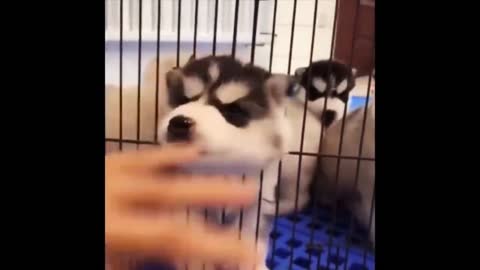 Very cute and hilarious wolf dog puppy