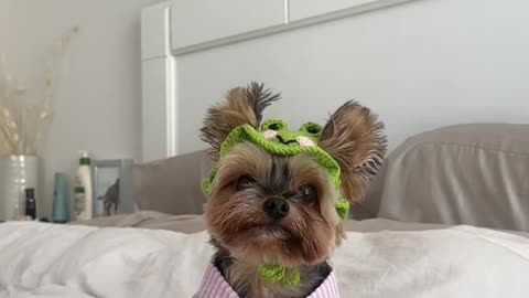 A froggy summer day ️ #duckytheyorkie