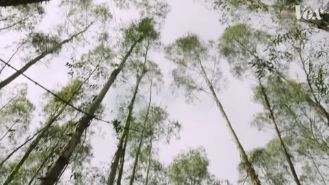 Why does this forest look like a fingerprint?