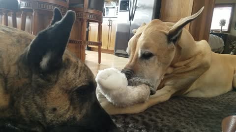 Great Dane loves his Teddy Bear