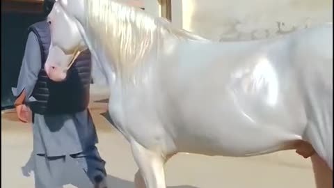 Its a Beautiful White Horse Video