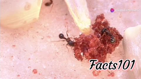 Facts about ants