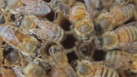 bees in a honeycomb