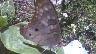 Pretty butterfly filmed on a leaf near of a vacant lot [Nature & Animals]