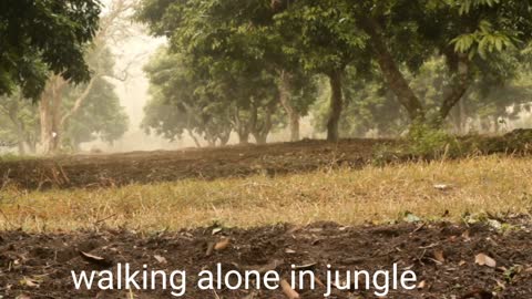 Walking in jungle alone