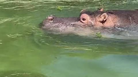 Strong hippopotamus frolicking in the water