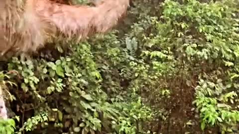 Child collides with sloth on zip line in Costa Rican rainforest