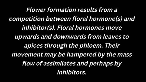 Flower formation results from a competition between floral hormone(