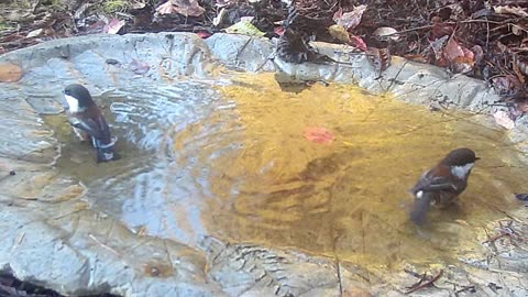 Adorable Chickadees in the Birdbath