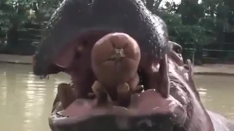 hippo eating giant fruit