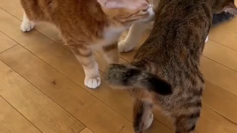 Cute And Funny Cats 😍😍😅😅 #viral #shorts #reels #cat #cats #pets