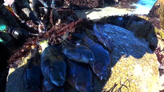 Spearfishing - Pacific Grove - Rockfish and Opal Eye