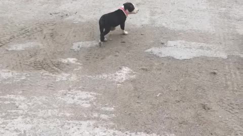 little man and his pup