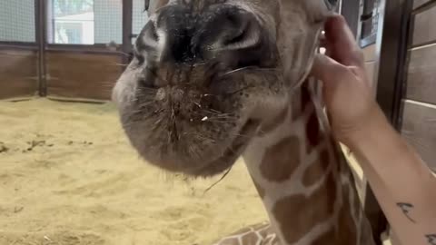 Very friendly giraffe getting some neck rubs