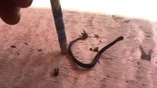 Teeny tiny Snake