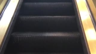 Little poofy grey dog rides on a escalator