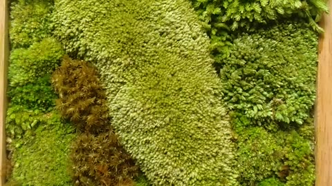 Moss Art