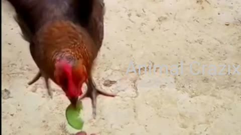 Chicken flying for cucumber || Chicken flying for food