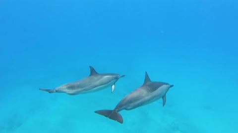 Dolphin fish swimming underwater in herd 9