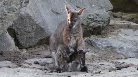 Baby Animals - Amazing World Of Young Animals | Scenic Relaxation Film