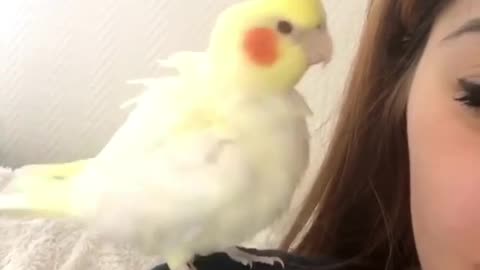 Cockatiel wants to play with owner's eyelashes