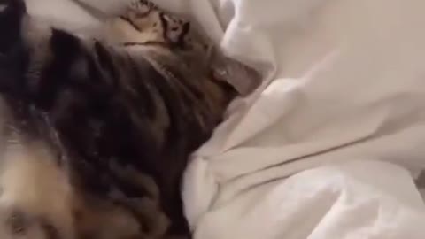 cat prentends sleep video•best video cat• vines best fun•