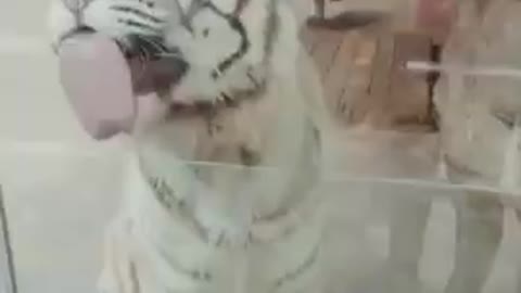 Cat funny video cat's meow meow meow 😺😺😻 tiger