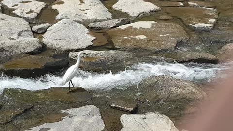 Bird and Rock