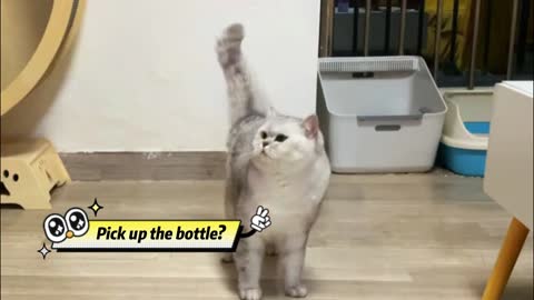 Have you ever seen a cat do kung fu?