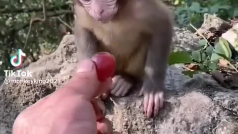 animals - monkey, tiger, goat, puppy, kitten, dog, cat, cute, baby, compilation, meme