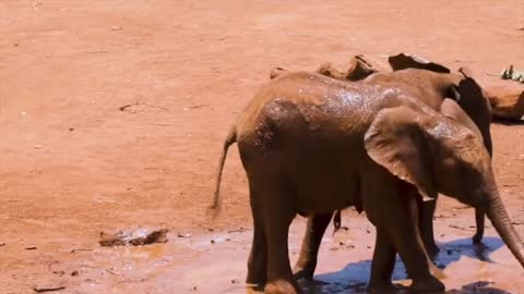 Elephant enjoying rolling around in the mud