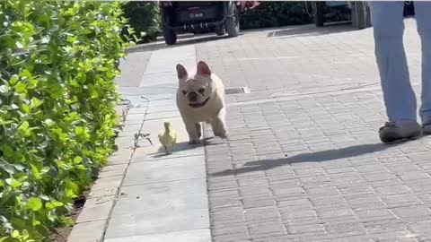 The puppy imitates the duck's walk, do you think the imitation looks like it?