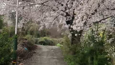 Cherry blossom trees in full bloom