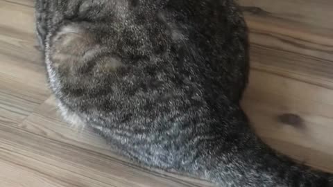 Cat Has a Strange Reaction to Its Own Fur