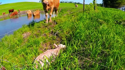 Mother cow clearly asks man to rescue her newborn calf