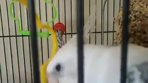 Bird Sings Jingle Bell and Bops Head