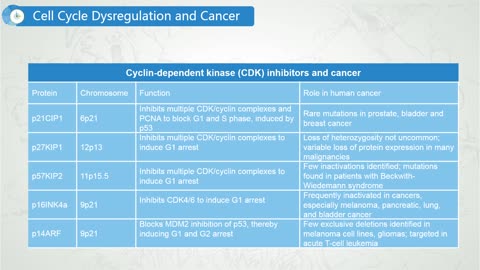 Cell cycle regulation