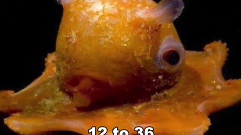 Flapjack Octopus