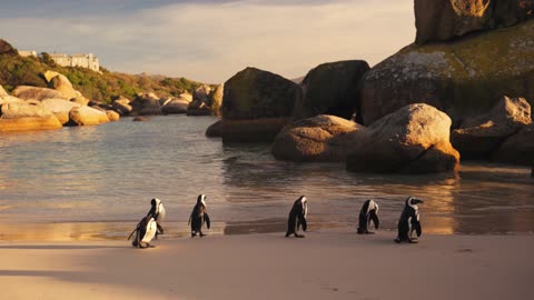 African Penguins Standing on the Shore