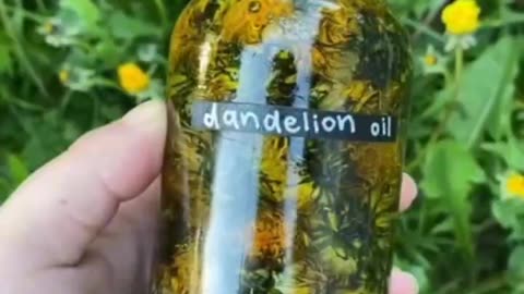 Dandelion root has a rich history of use in traditional medicine