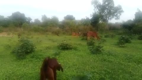 Cow grazing in Jungle