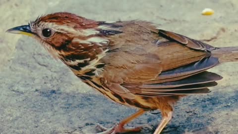 Beautiful Sparrow Singing #birds #views #foryou