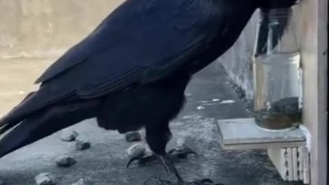 Clever Crow #shorts #shortvideo #video #virals #videoviral