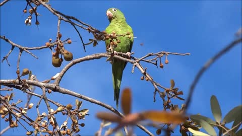 A parrot sings in the woods among the flowers