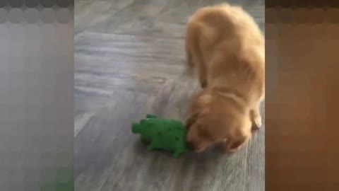 The puppy plays with the green pig