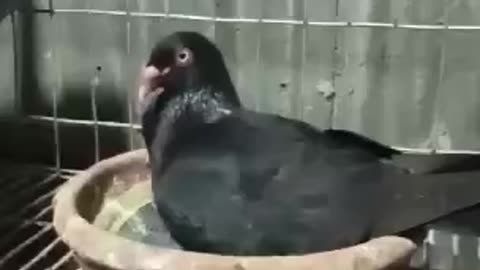 Pigeon bird