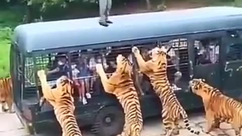 Encounter in the Wild: A Tiger's Ambush