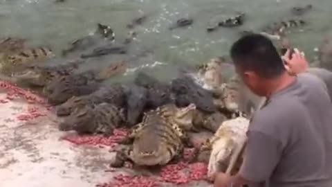 Human feeding crocodiles.