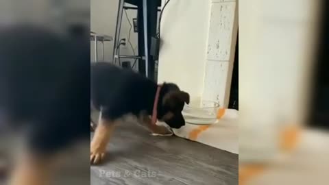 Cute Puppy Learning To Drink Water