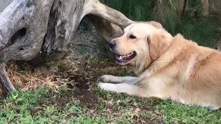 Baby mongoose unintimidated by friendly barking dog